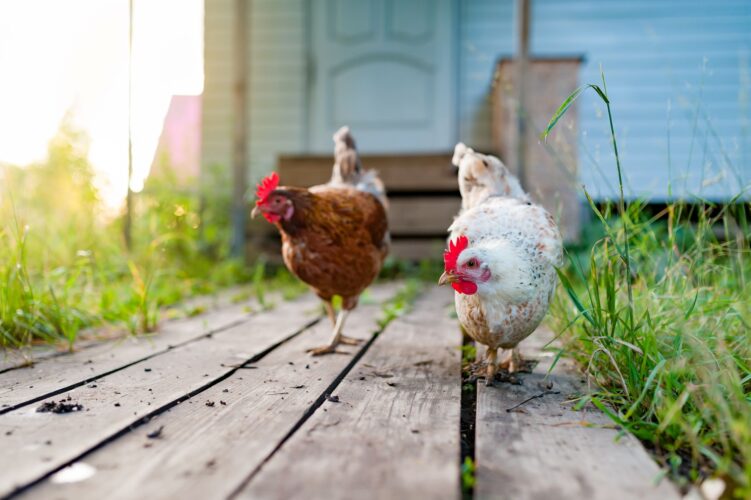 Can You Have Chickens in City Limits? Mother Earth News